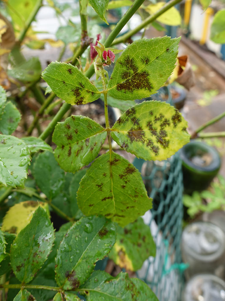 Black Spot Fungus | 4 Seasons Landscaping Plus